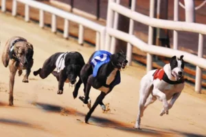 Hướng Dẫn Cách Chơi Game Nhanh Đua Chó Tại 789Bet Hiệu Quả