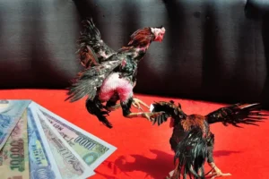 Hướng Dẫn Chi Tiết Cách Chơi Đá Gà Sabong Tại 789Bet Hiệu Quả